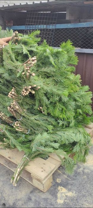 Продам масло пихтовое веники  Пихтовые свежие