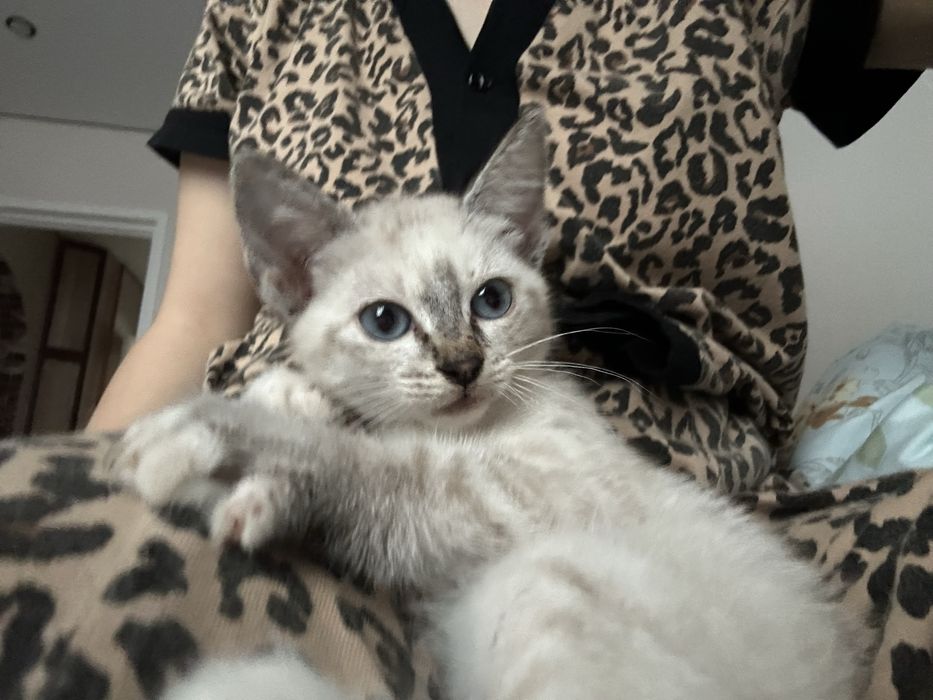 котенок бесплатно!!