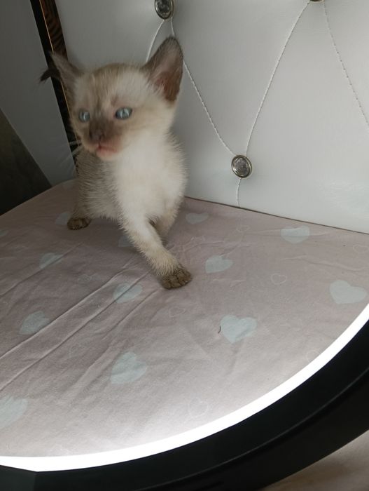 Dau spre adopție pui de pisica
