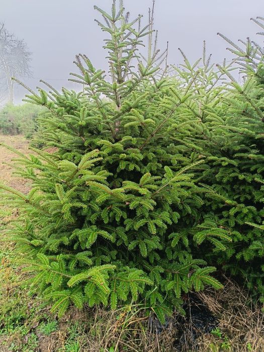 Vând Pomi de Crăciun Brad romanesc