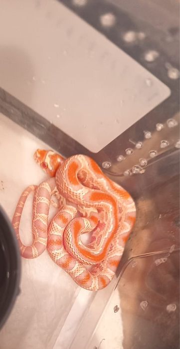 CornSnake Hybrid & BloodRed