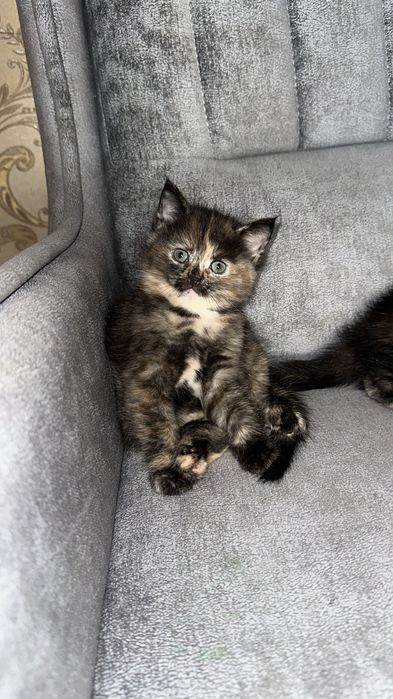 отдам котят в хорошие руки