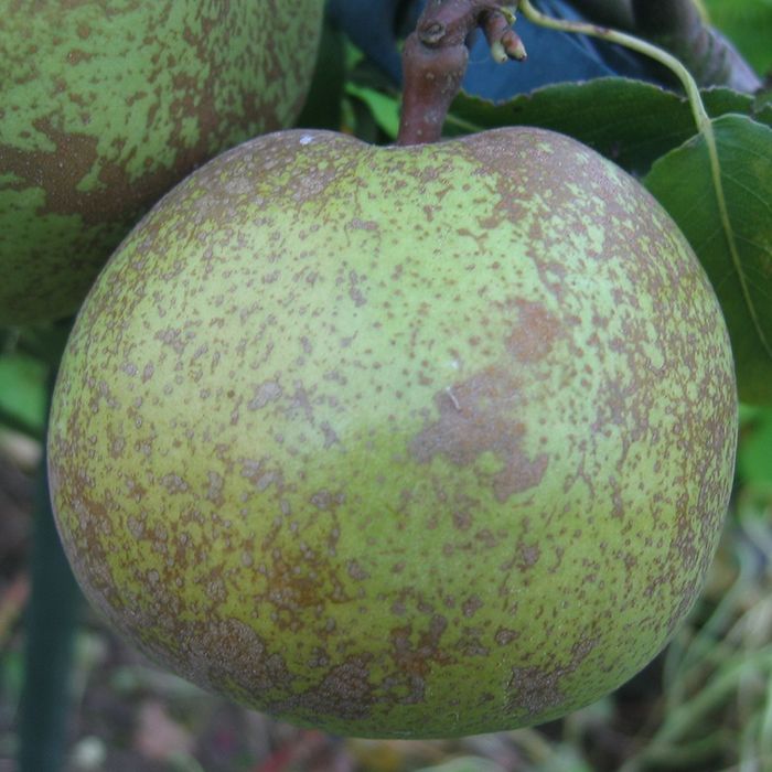 Par Soiul (Oliver De Serres )