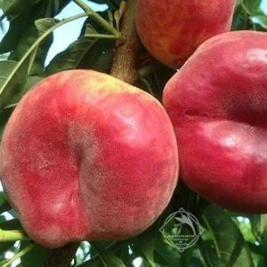 Nectarin plat Honey liana  5+1 gratis