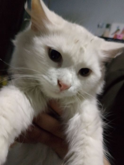 Белая пушистая кошка
