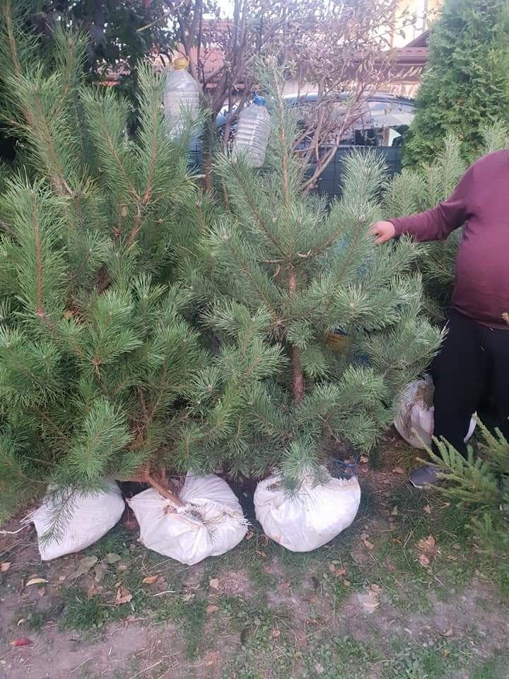 Plante ornamentale la prețuri de producător :
- tuia smaragd ( 1,2m -