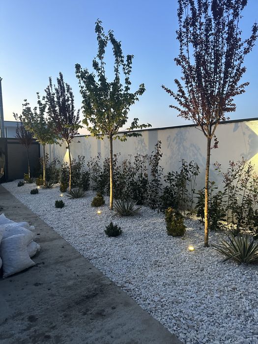 Copaci / Mesteacan / Tei / Platan / Cires