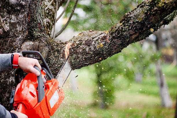 Defrisari-toaletari arbori, copaci, pomi fructiferi