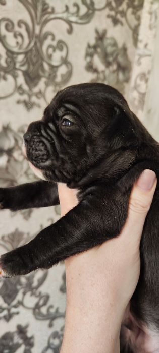 Щенки Питбокса///