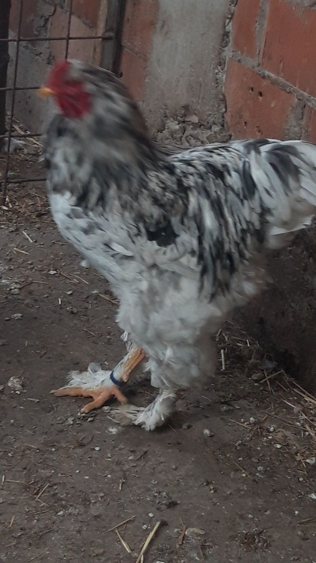 Pui brahma de vînzare rasă originală