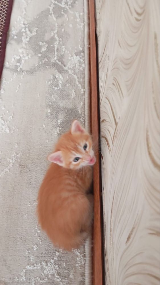 отдам котенка в добрые руки