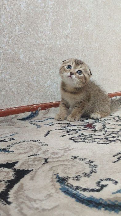 Scottish fold winwilla
