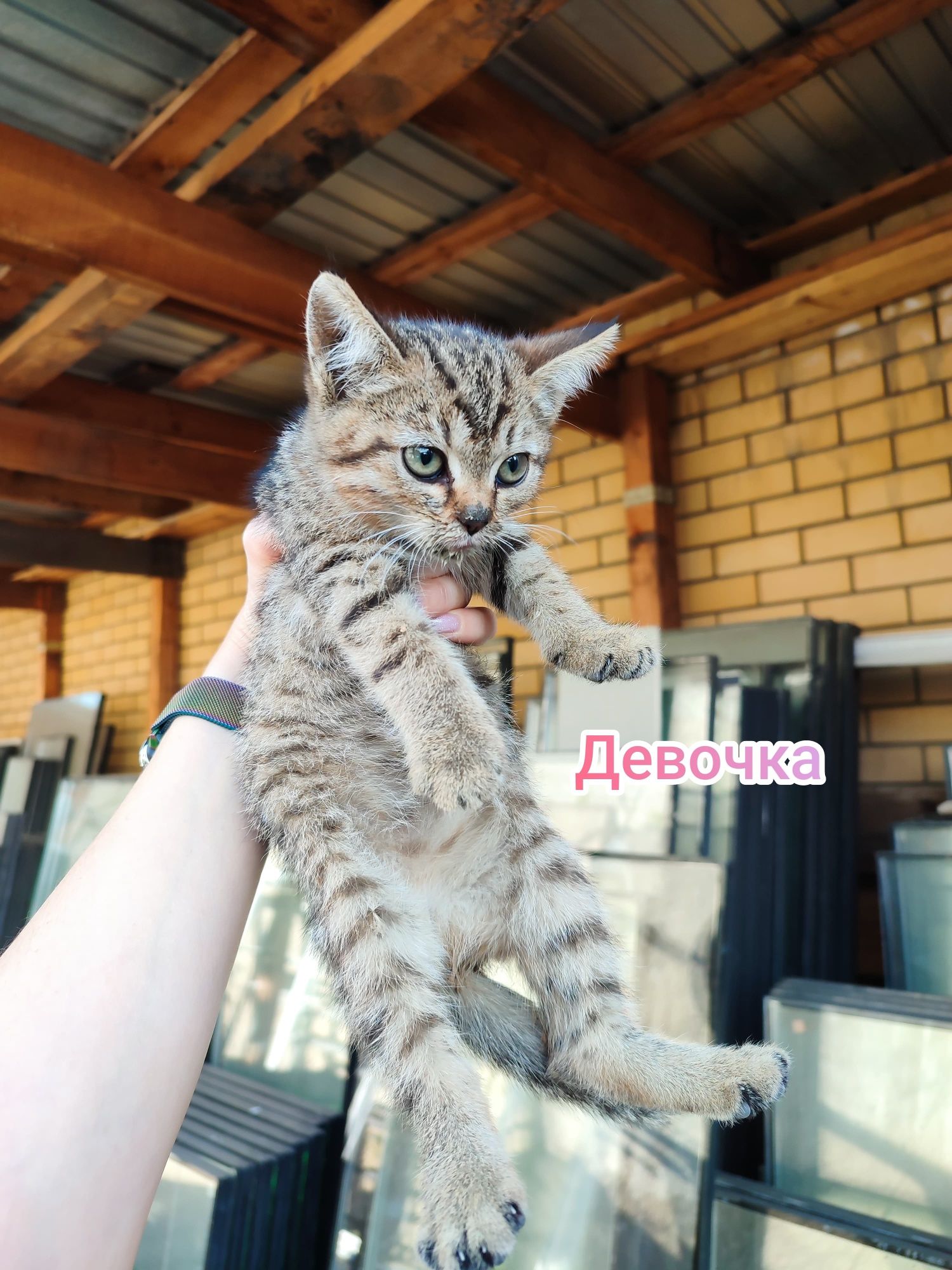 Котята ищут себе дом и добрых заботливых хозяев