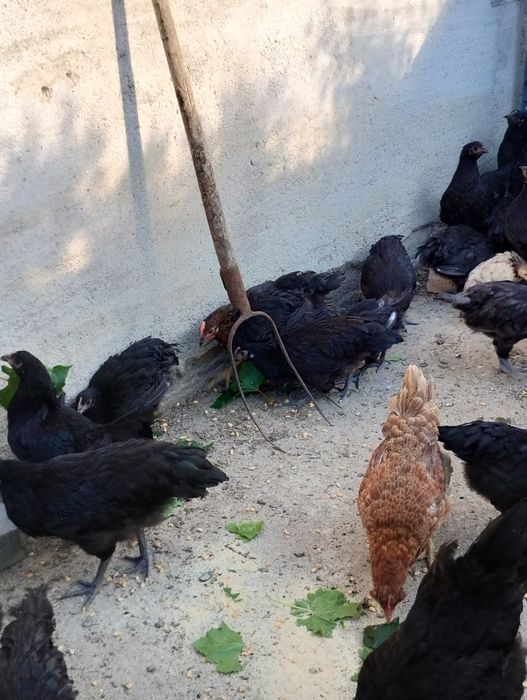 Vând puicuțe și cocoși australop, italieni și pitice