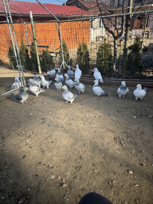 Porumbei standard romanesc de frumustete