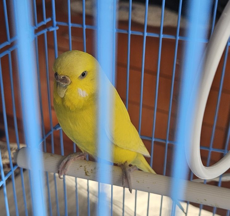 Perusi budgie pereche