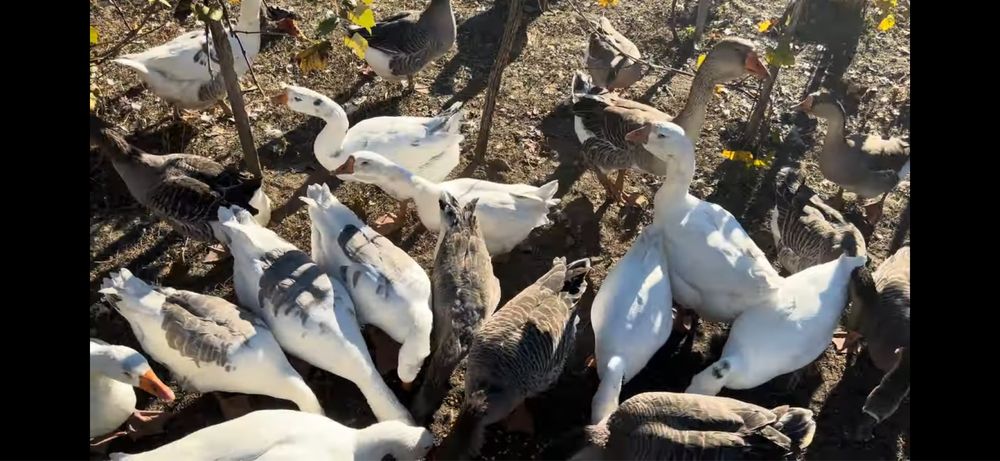 30 de gâște disponibile pe ales