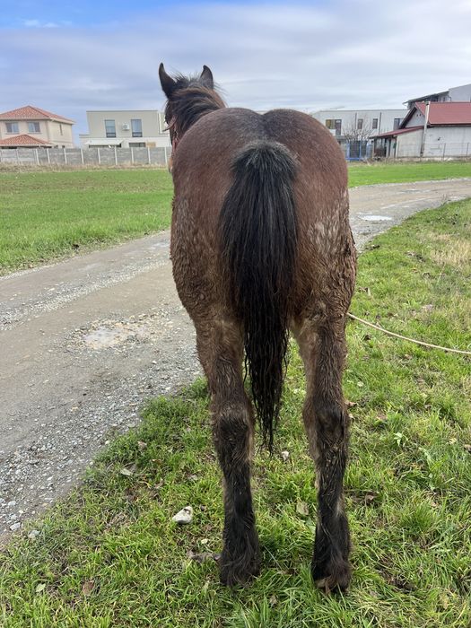 Vand manz semi greu cu influenta belgiana