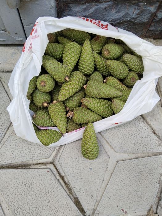 Шишки зелёные сосновые