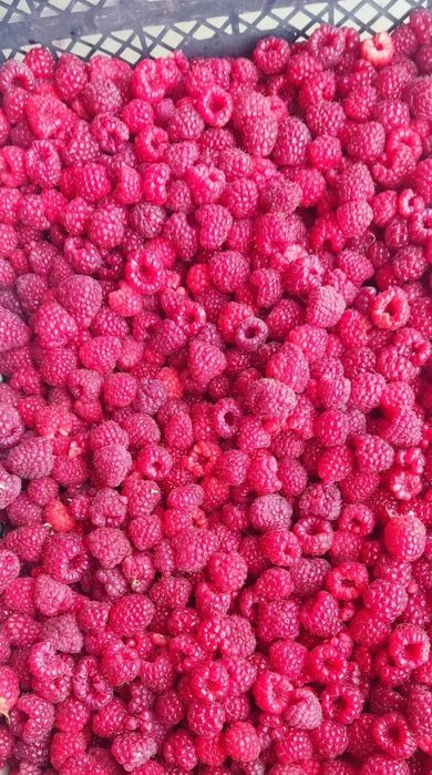 Малина Полана ва Ешевика Блек Джем