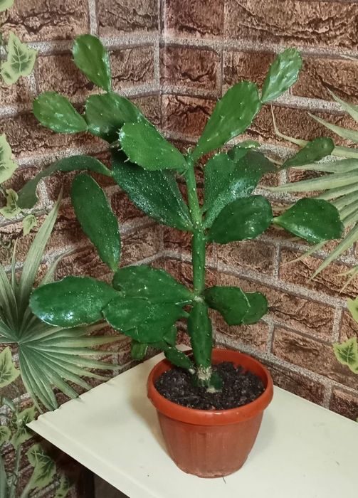 Продам. Кактус дерево