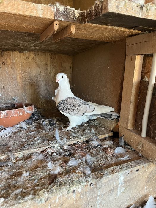 Porumbei de ornament