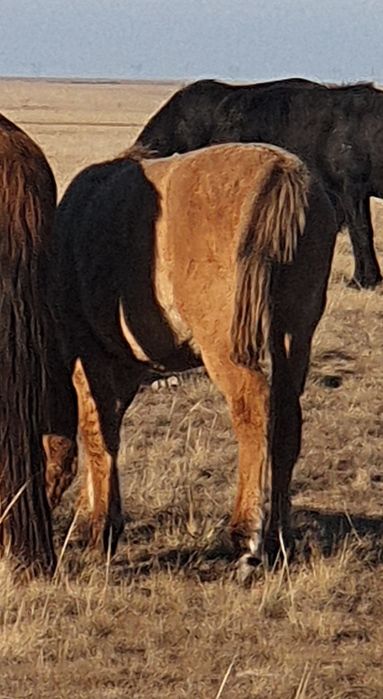 Жабағы соғым семіз сойып жеткізіп береміз кг3000 тенге