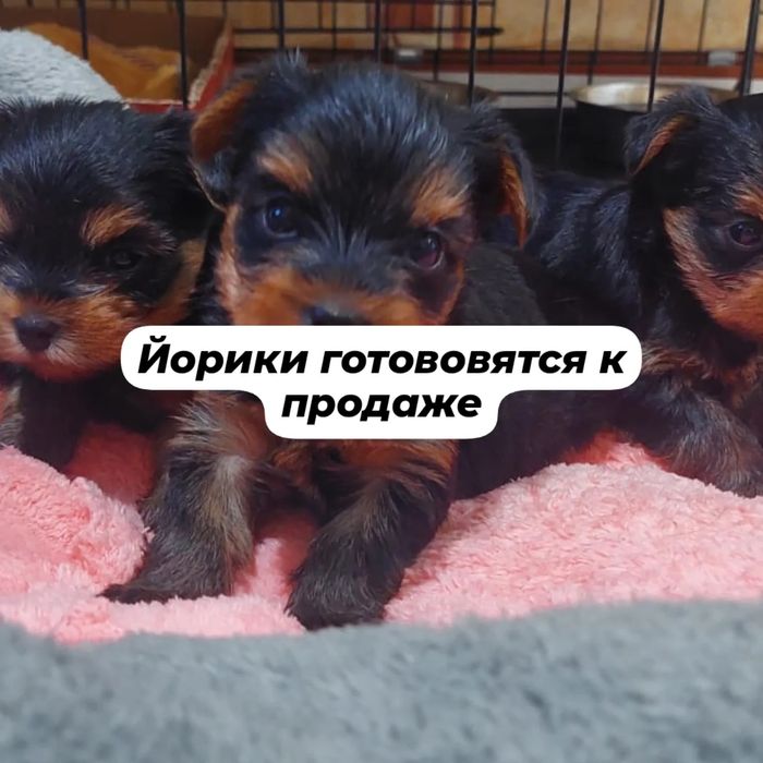 Йоркширского терьера щенки