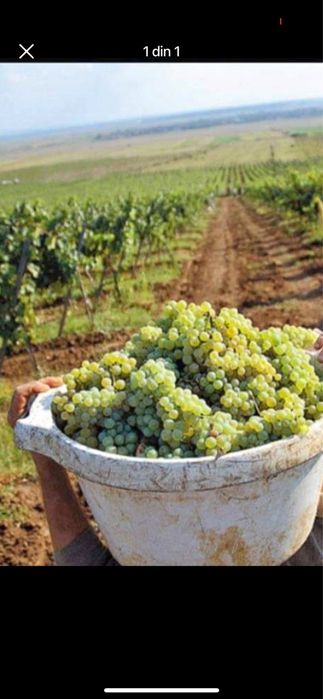 Vand struguri de vin