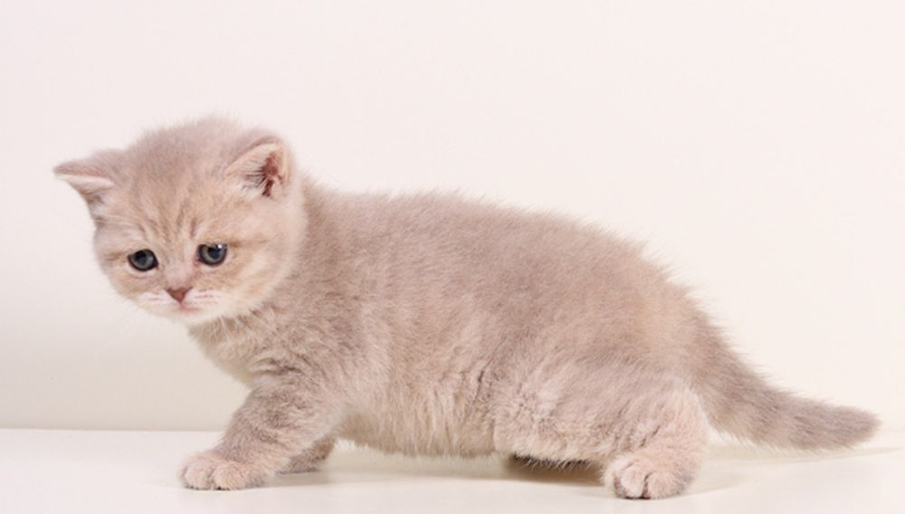 Девочка редкого кремового окраса