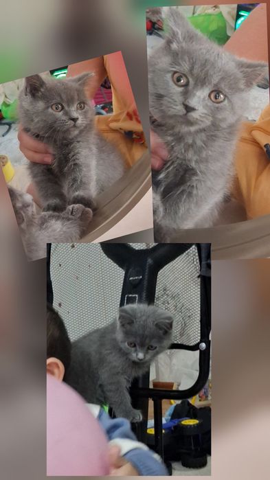 2 oylik zotdor mushukcha