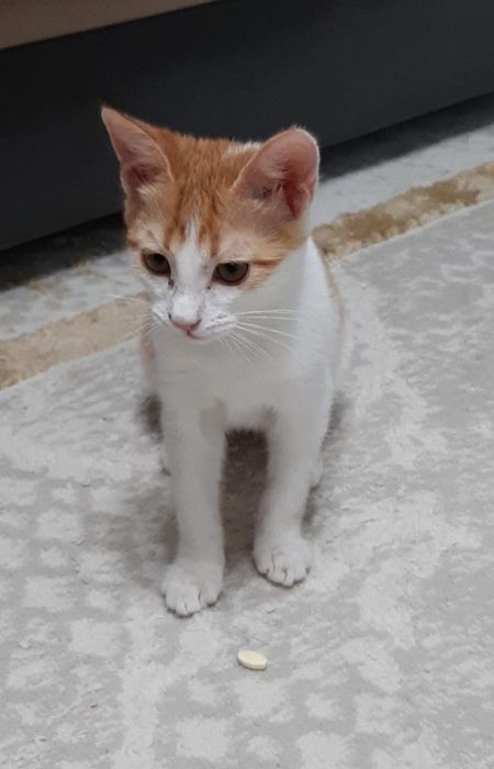 Отдам в хорошие руки