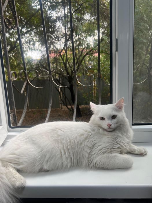 Турецская Ангора (КОТ)