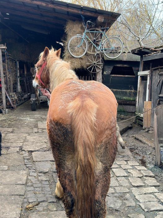 Mânz castrat de 1 an junate