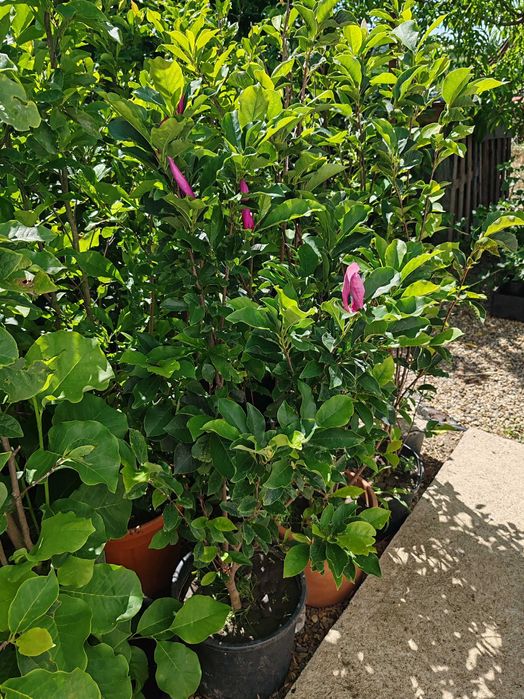 Magnolia la ghiveci 1,5 m pana la 2m
