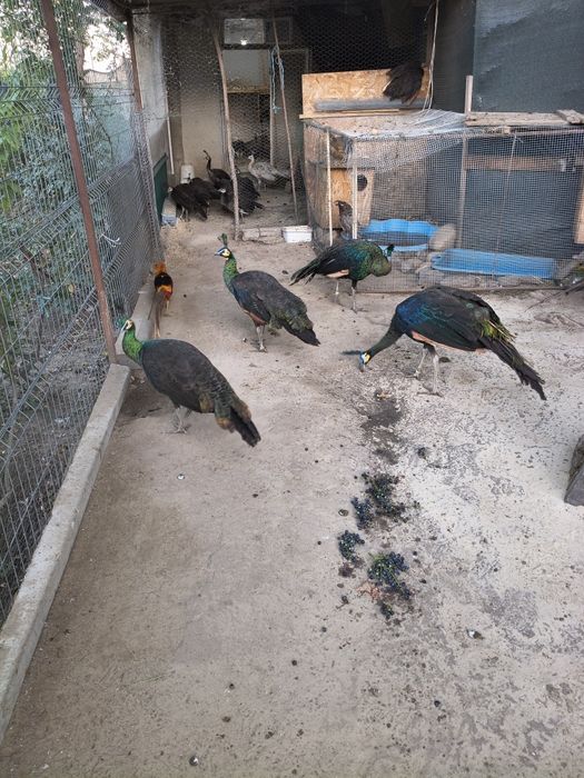 Disponibili puișori păuni 2025