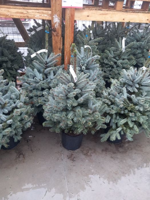 Vând brqzi verzi la ghiveci  și arginti