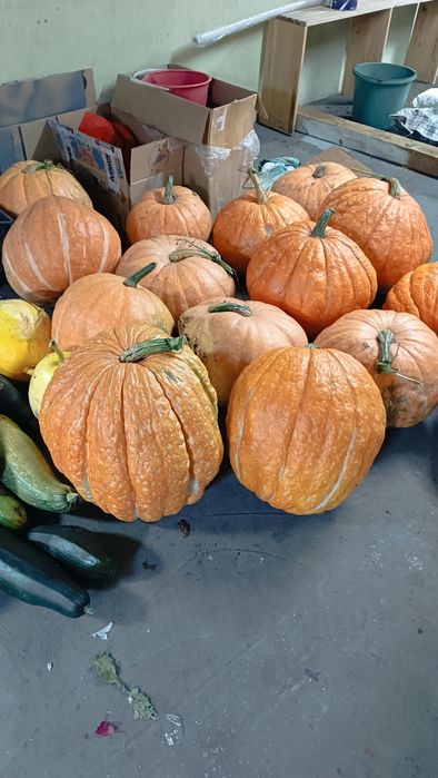 Тыква оранжевая , сладкая,