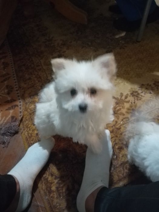 Плачеща болонка ..