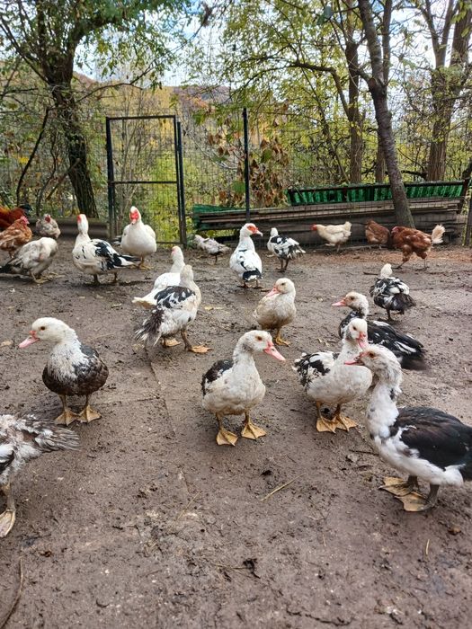 Vând rațe leșești