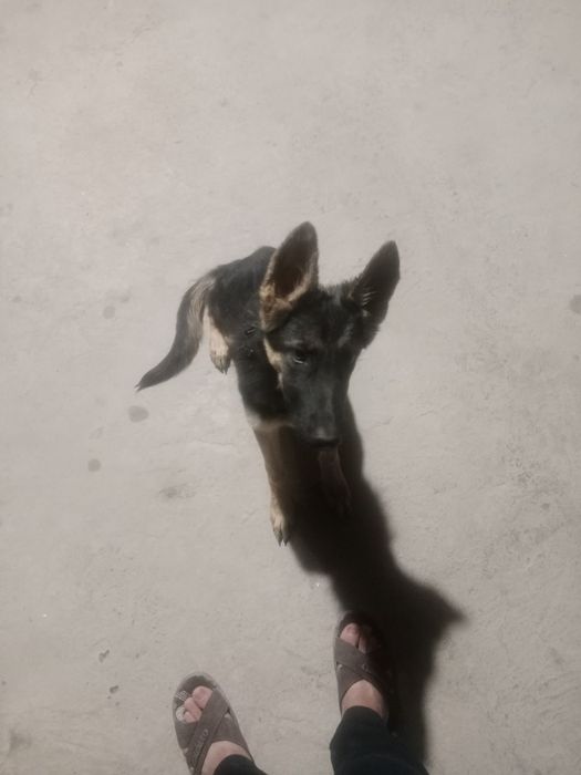 Evropeiske afcharka 4oylik urgʻochi