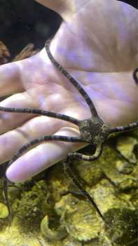 Stea sarpe / serpent star - acvariu reef / marin / apa sarata