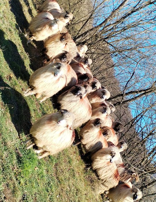 Oi de vânzare pe ales