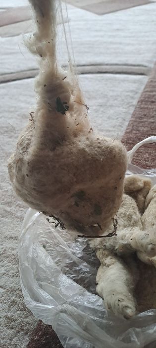 Өскемен қаласында Құрқылтайдың ұясы сатылады