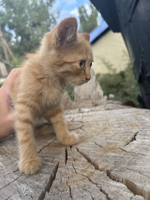 Отдам двух котят