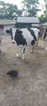 Vaca de vânzare.
