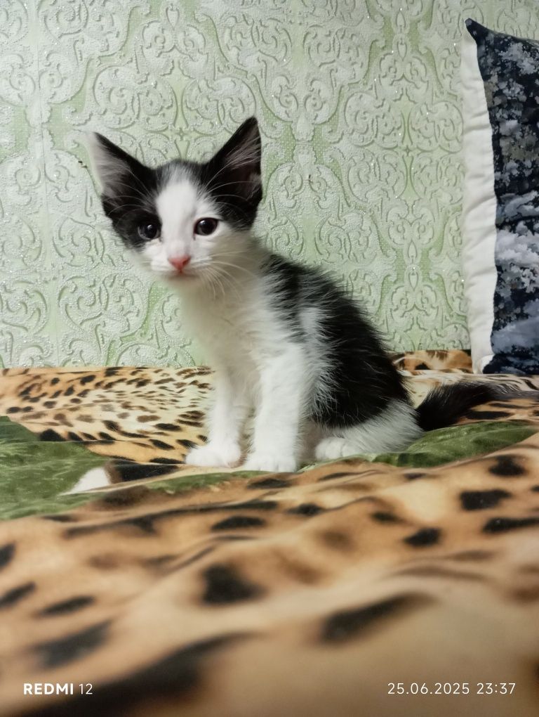 Отдам котят в добрые, любящие руки.