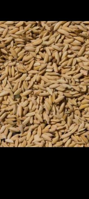 Шоли тегирмондан чикмагани