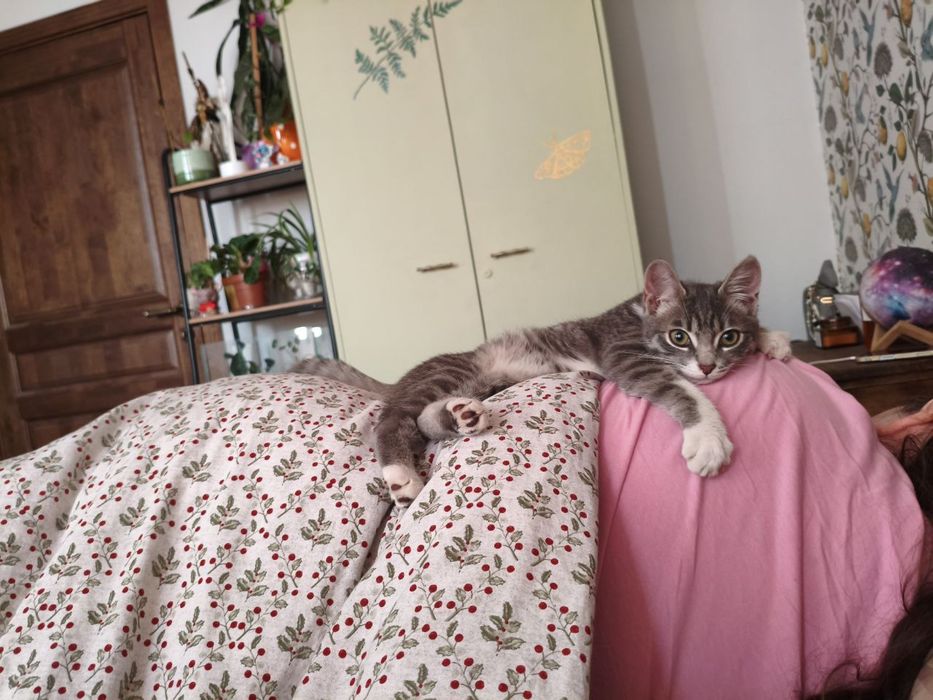 Котенок ищет дом