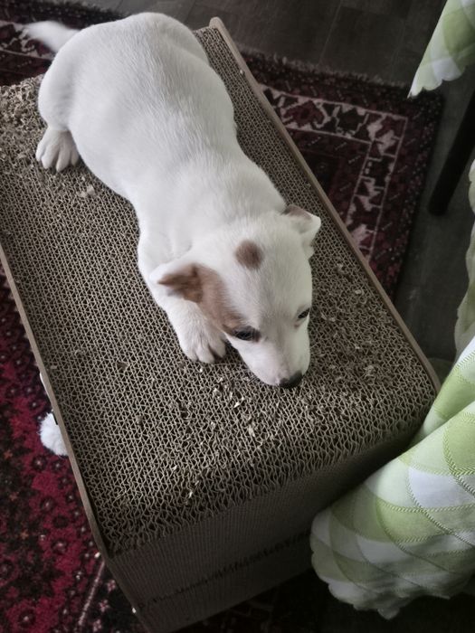 Чистокръвни джак ръсели